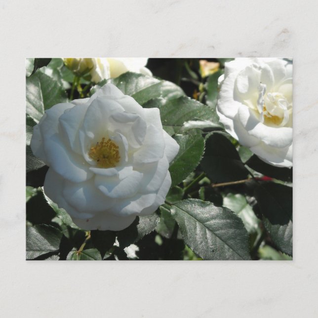 Eleganta vita rosor vykort (Framsida)