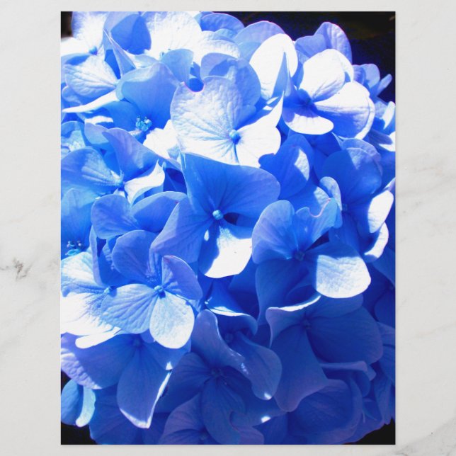 ElegantCobalt Blue blommigt elegant hydrangeas (Framsida)