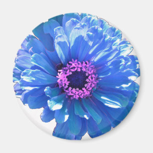 Elegantens blå blommigt blå daisy magnet