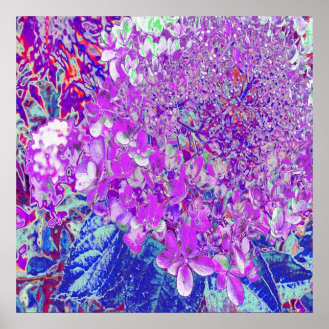 Elegantens Lila och Blue Limelight Hydrangea Poster (Framsidan)