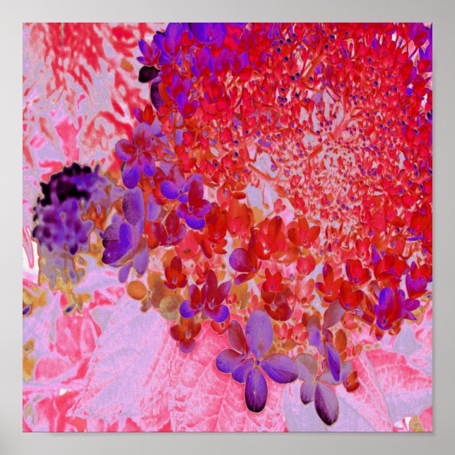 Elegantens Lila och Orange Limelight Hydrangea Poster (Framsidan)