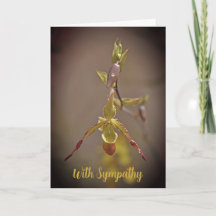 Elegantens Orange Gult Orchid Flower med sympati