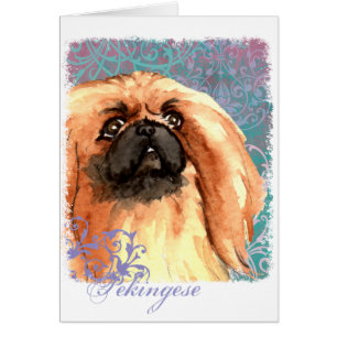 Elegantt Pekingese kort
