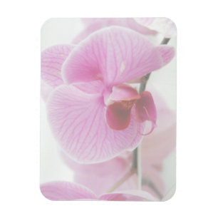 Elegantt rosa Orchidfoto Magnet