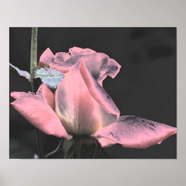 Elektrisk rosa rosabstrakt blomkonst  poster (Framsidan)