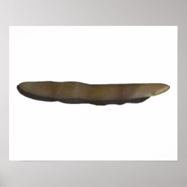 Elektriskt ål poster