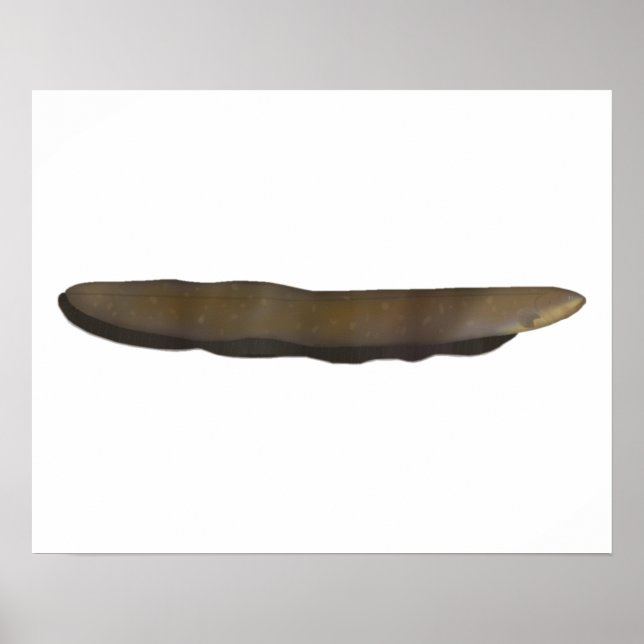 Elektriskt ål poster (Framsidan)