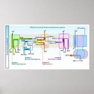 Elektronen kedjar Mitonchondrial Intermembrane Poster