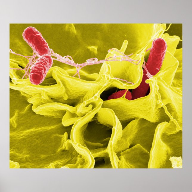 Elektronmikrograf som visar Salmonella Typhimurium Poster (Framsidan)