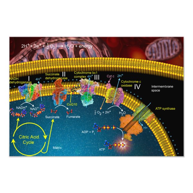 Elektrontransport poster (Framsidan)