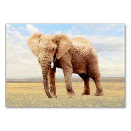 Elephant ABA-etikett - Flashcard | Bild-kort Bordsnummer