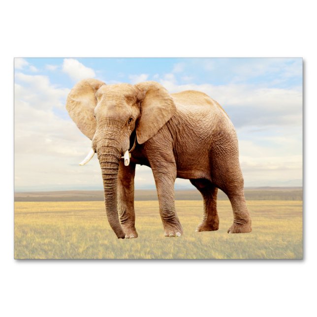 Elephant ABA-etikett - Flashcard | Bild-kort Bordsnummer (Framsidan)