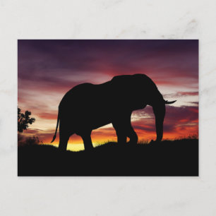Elephant Afrika Safari Sunset Scenery Vykort