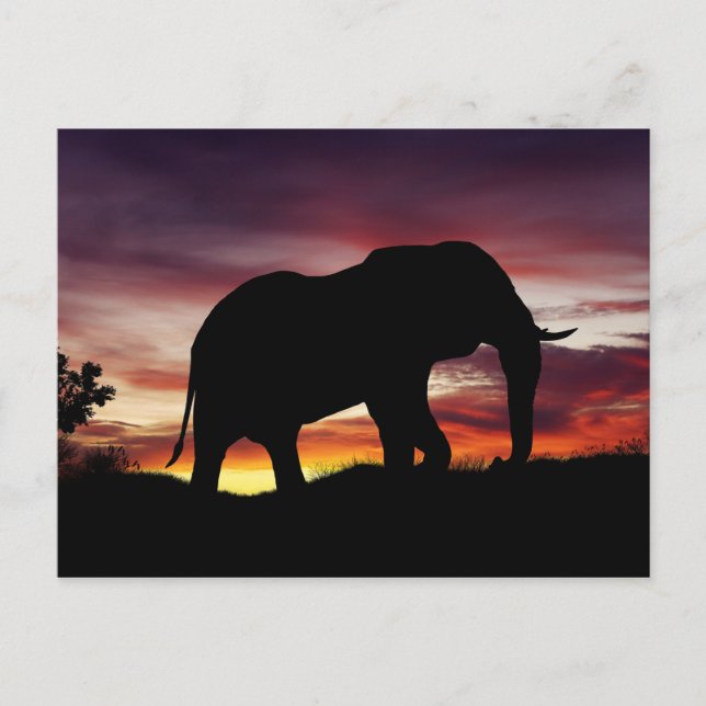 Elephant Afrika Safari Sunset Scenery Vykort (Framsida)