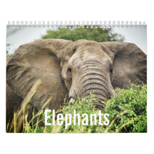 Elephant Älskare, Elephant Färg-fotografier Kalender