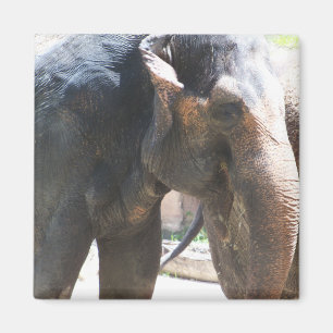Elephant ansikte magnet