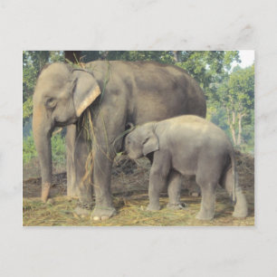 Elephant-avelscenter chitwan - babby och mamma vykort