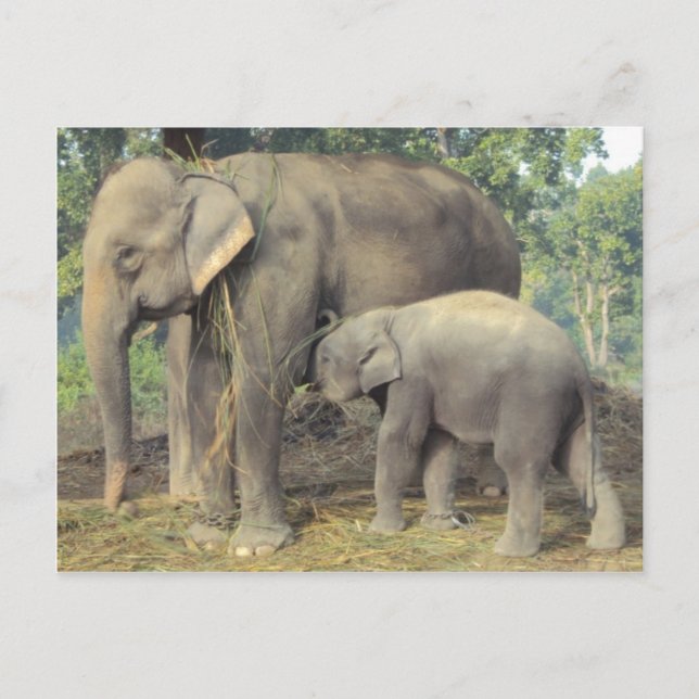 Elephant-avelscenter chitwan - babby och mamma vykort (Framsida)
