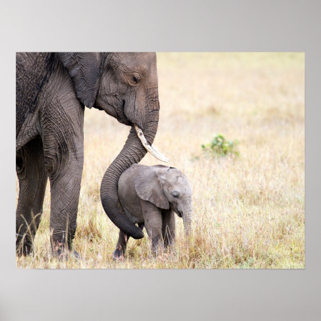 Elephant baby med Motherly kärlek-foto Poster (Framsidan)