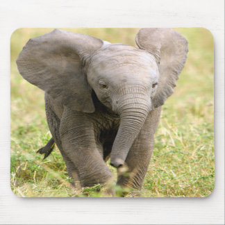 Elephant Baby Musmatta