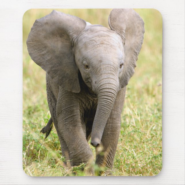 Elephant Baby Musmatta (Framsidan)
