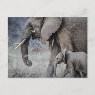 ELEPHANT & BABY VYKORT