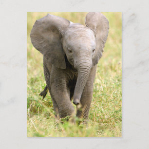Elephant Baby Vykort