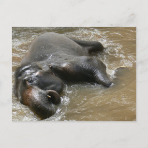 Elephant Bath Day Photo in Thailand Vykort