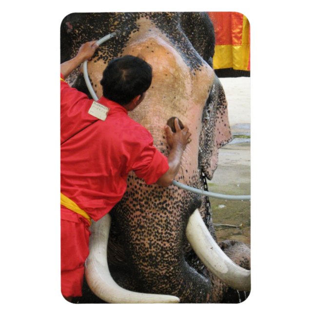 Elephant Bathtime ... Ayutthaya, Thailand Magnet (Vertikal)