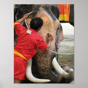 Elephant Bathtime ... Ayutthaya, Thailand Poster