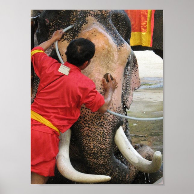 Elephant Bathtime ... Ayutthaya, Thailand Poster (Framsidan)