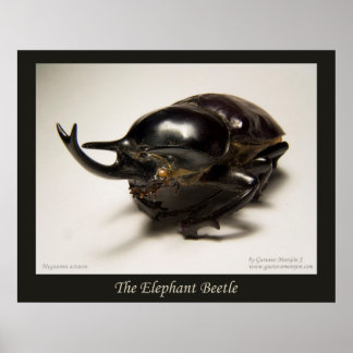Elephant Beetle Poster