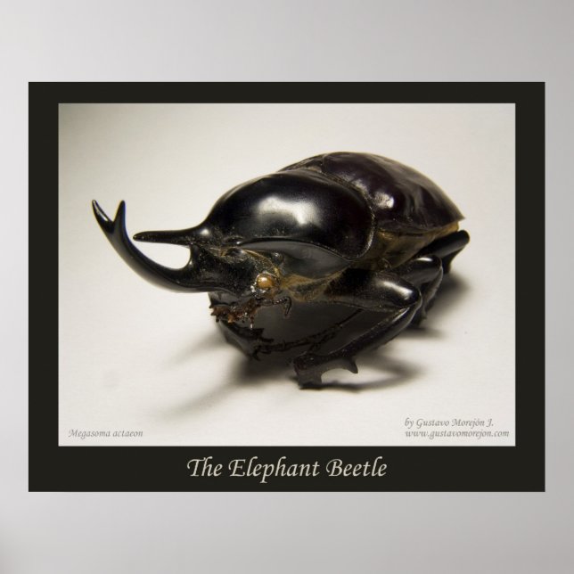 Elephant Beetle Poster (Framsidan)