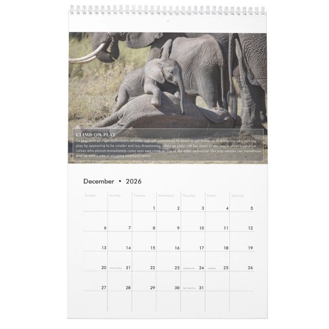 Elephant Behavior Calendar Kalender (Dec 2026)