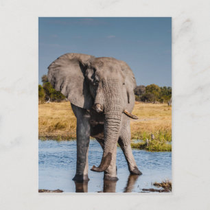 Elephant Bull Vykort