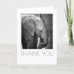 Elephant Calf fortsätter stänga Tack Kort