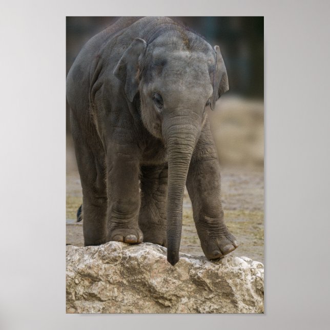 Elephant Calf Poster (Framsidan)