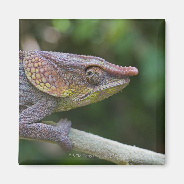 Elephant chameleon, Madagaskar Magnet (Framsidan)