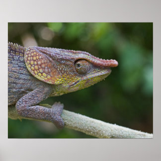 Elephant chameleon, Madagaskar Poster