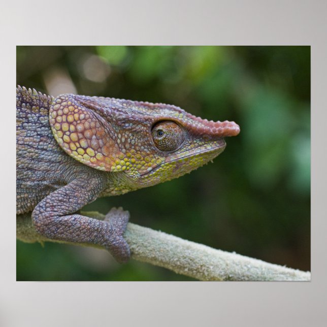 Elephant chameleon, Madagaskar Poster (Framsidan)