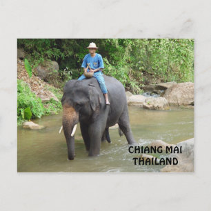 Elephant Chiang Mai Postcard Vykort