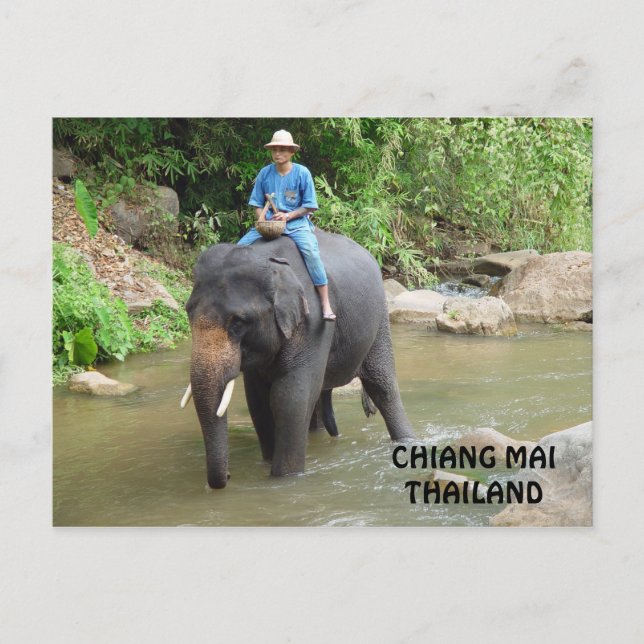 Elephant Chiang Mai Postcard Vykort (Framsida)
