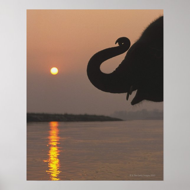 Elephant, Chitwan nationalpark, Nepal Poster (Framsidan)