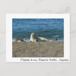 Éléphant de mer vykort