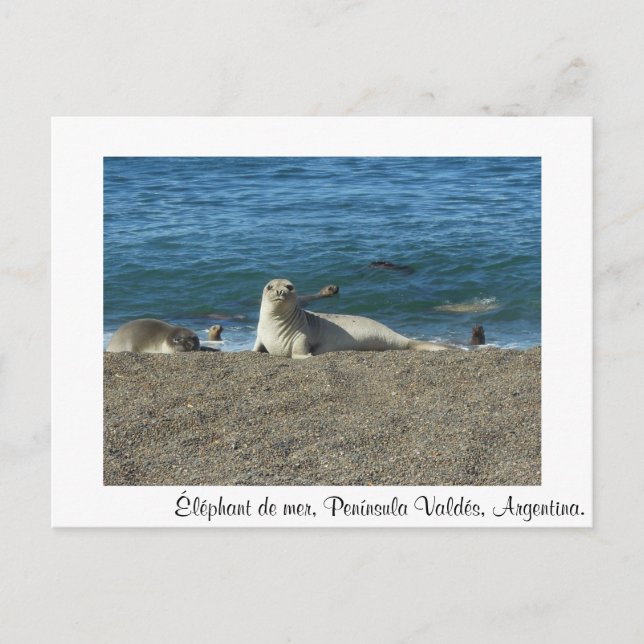 Éléphant de mer vykort (Framsida)