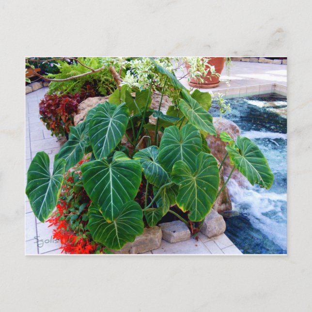 Elephant Ear Container Plants Garden Photo Vykort (Framsida)
