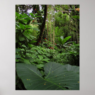 Elephant Ear i regnskogen Poster