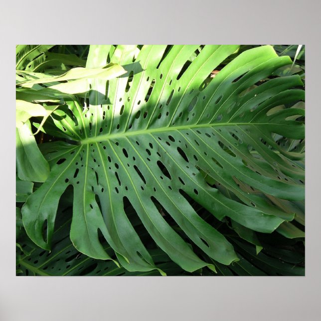 Elephant Ear Tropical Plant Poster (Framsidan)