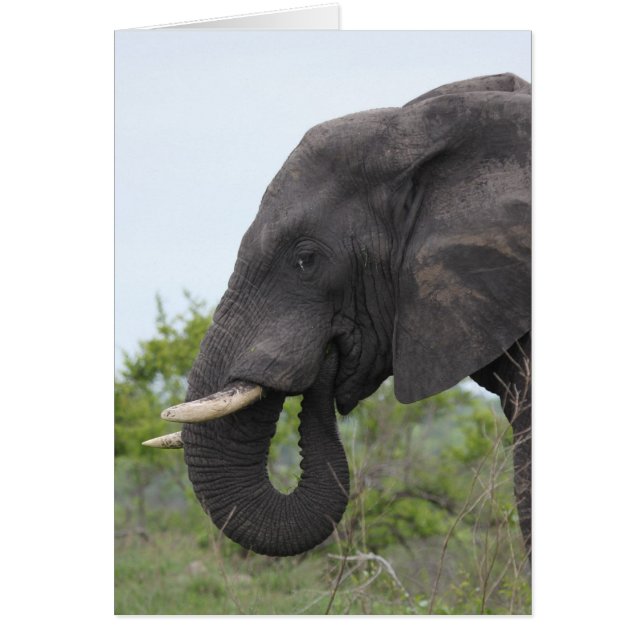 Elephant Eating Hälsningskort (Framsidan)
