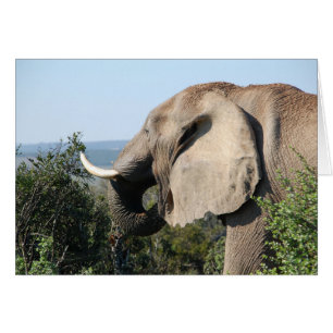 Elephant Eating, South Afrika OBS Kort
